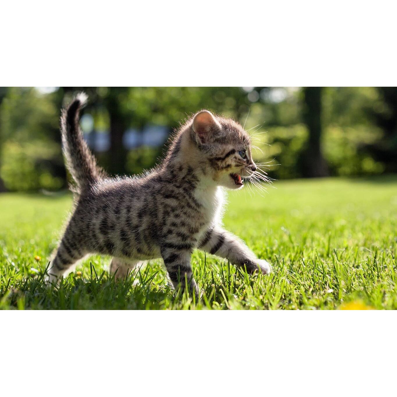 Tablou canvas 90x50 cm, Pisici model 197