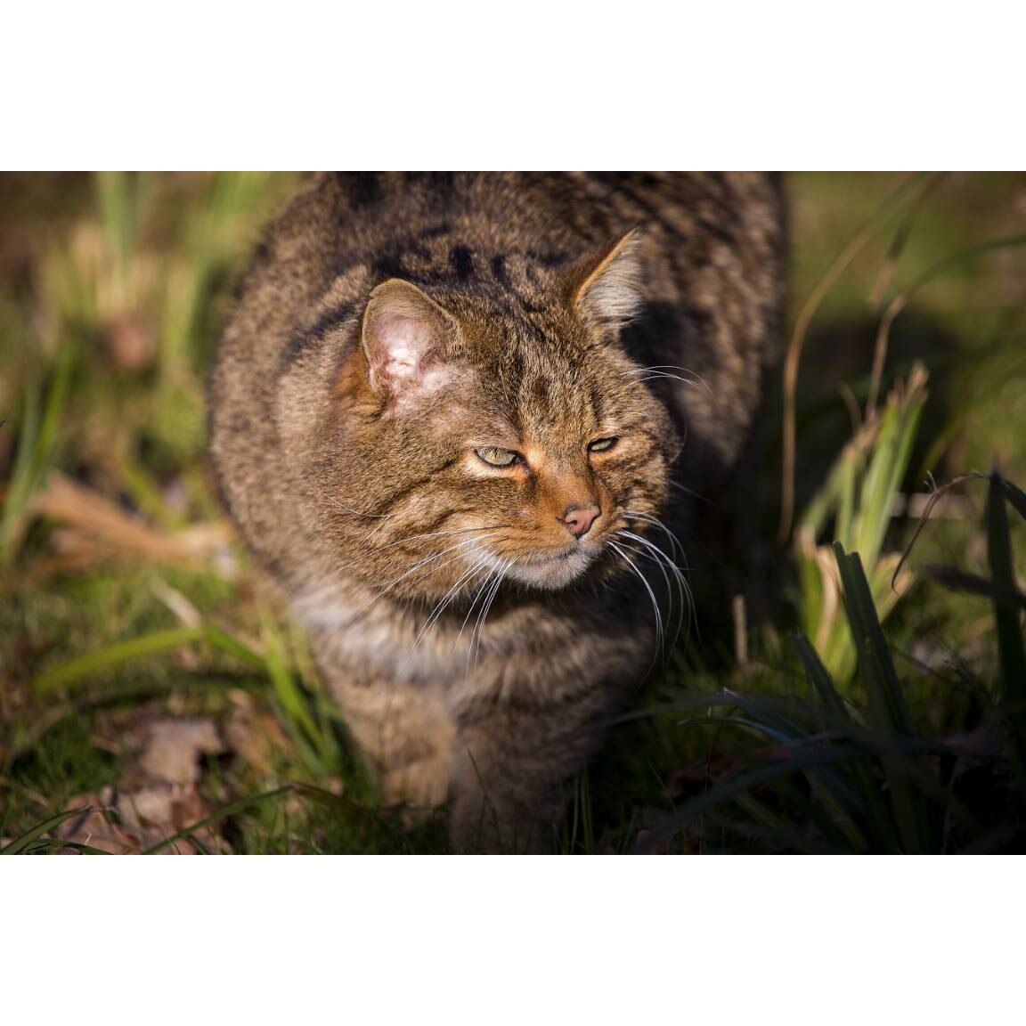 Tablou canvas 75x50 cm, Pisici model 216