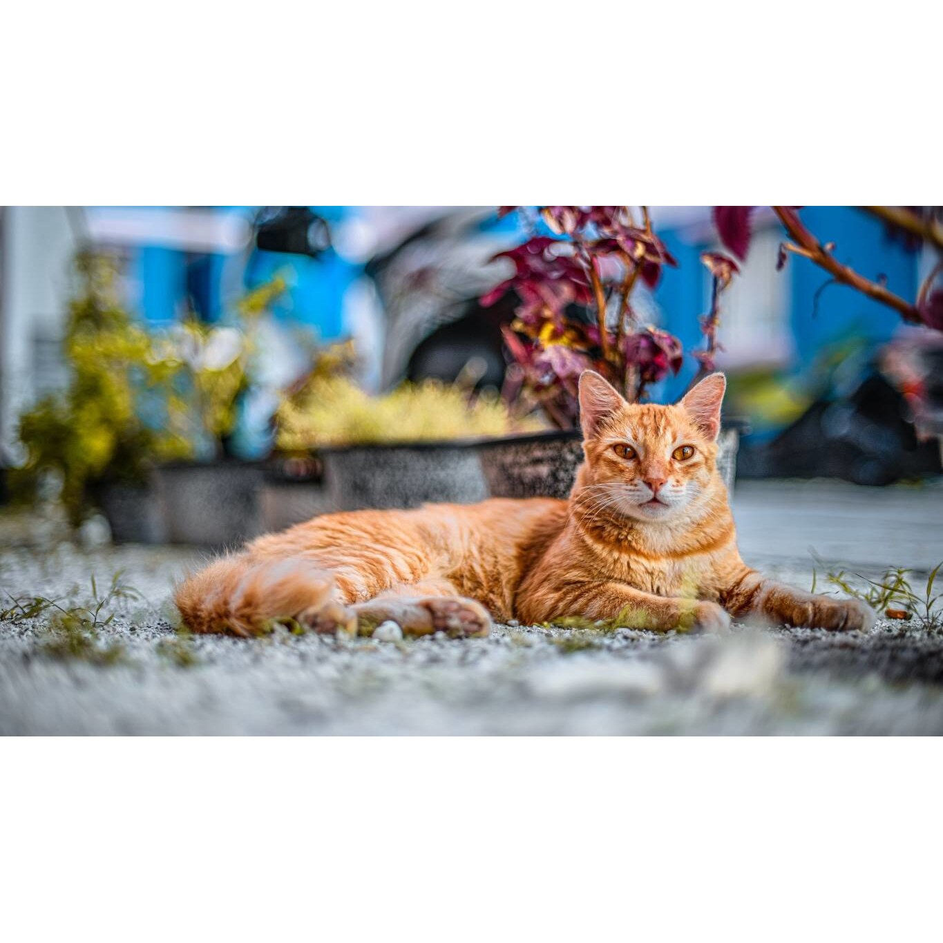 Tablou canvas 90x50 cm, Pisici model 224