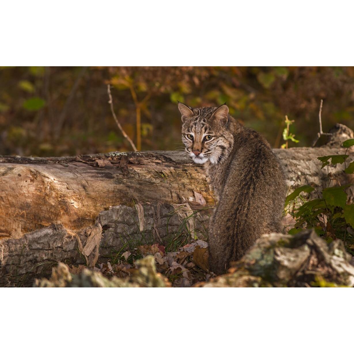 Tablou canvas 75x50 cm, Pisici model 206