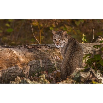 Tablou canvas 90x50 cm, Pisici model 206 Tablou canvas 90x50 cm, Pisici model 206