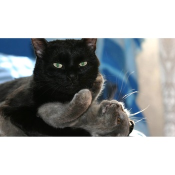 Tablou canvas 90x50 cm, Pisici model 203 Tablou canvas 90x50 cm, Pisici model 203