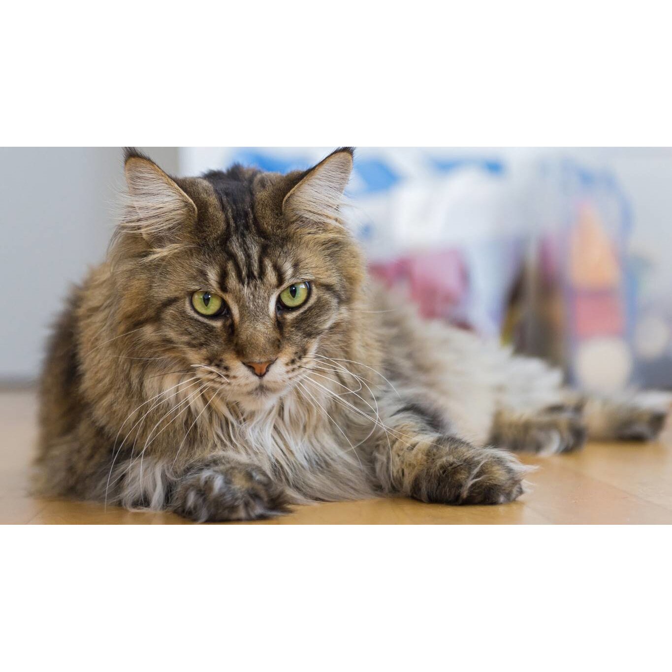 Tablou canvas 50x35 cm, Pisici model 212