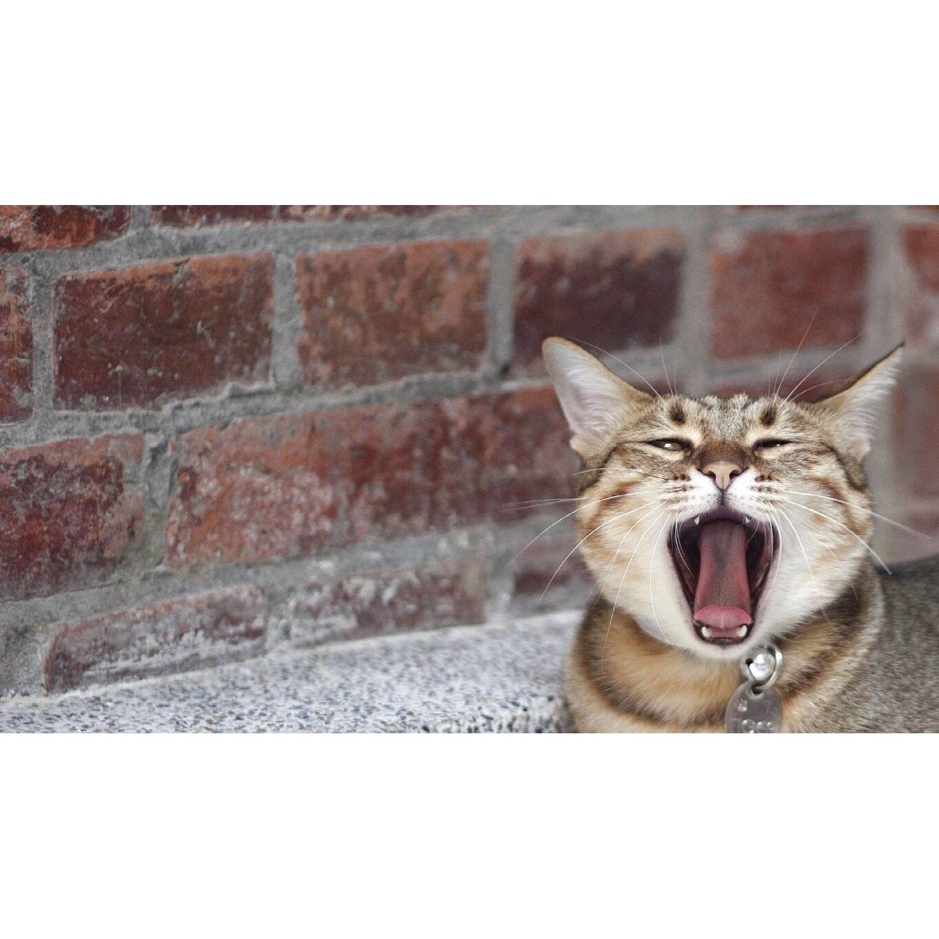 Tablou canvas 75x50 cm, Pisici model 240