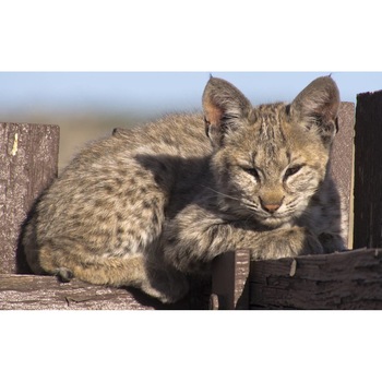 Tablou canvas 90x50 cm, Pisici model 245 Tablou canvas 90x50 cm, Pisici model 245