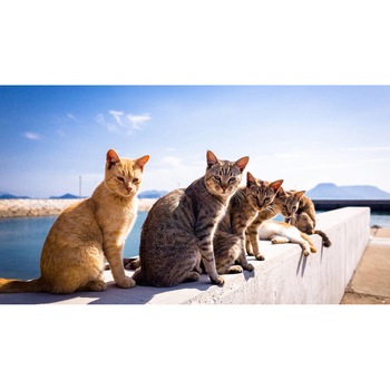 Tablou canvas 90x50 cm, Pisici model 225 Tablou canvas 90x50 cm, Pisici model 225