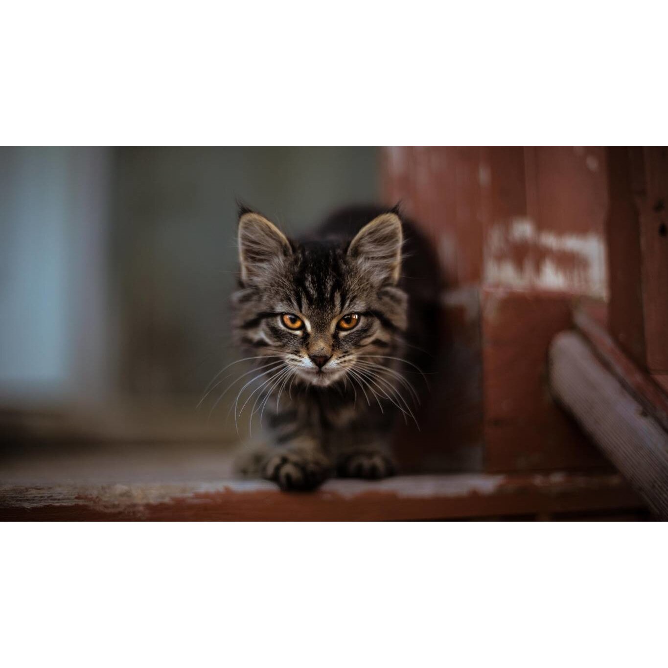 Tablou canvas 75x50 cm, Pisici model 230