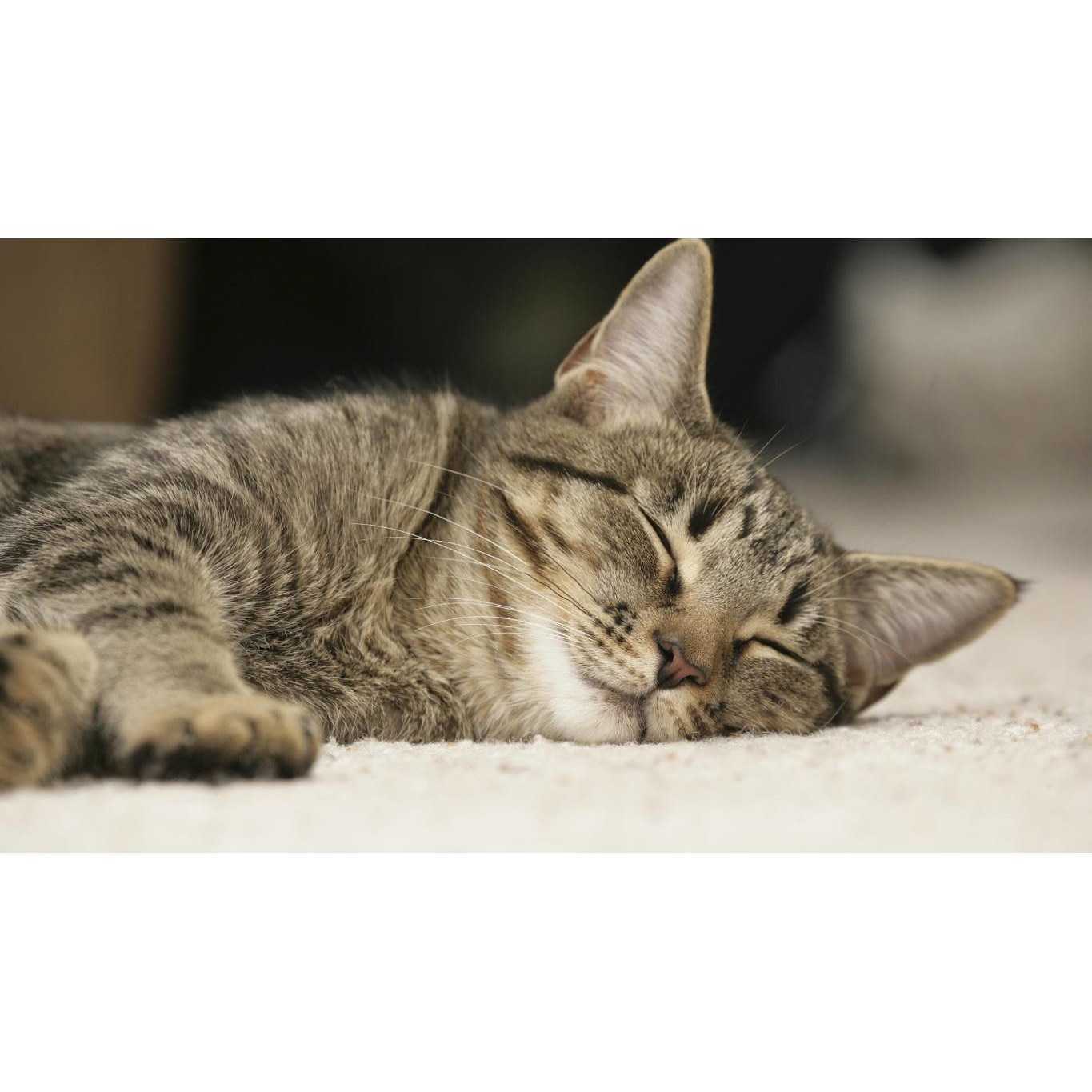 Tablou canvas 50x35 cm, Pisici model 258