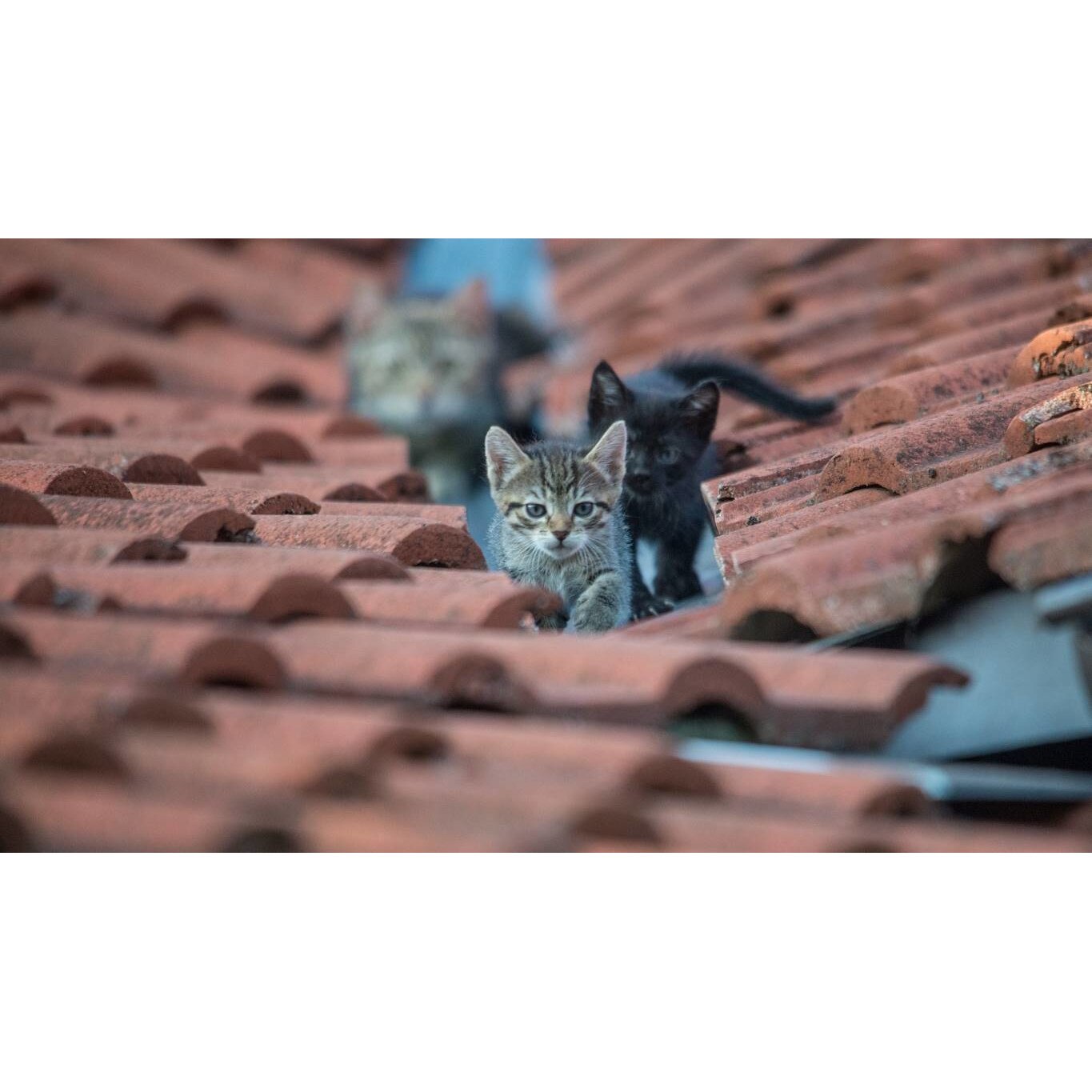 Tablou canvas 75x50 cm, Pisici model 231