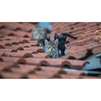 Tablou canvas 75x50 cm, Pisici model 231 Tablou canvas 75x50 cm, Pisici model 231