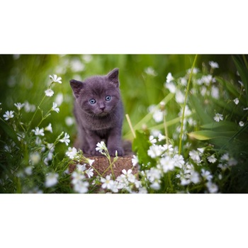 Tablou canvas 75x50 cm, Pisici model 262 Tablou canvas 75x50 cm, Pisici model 262