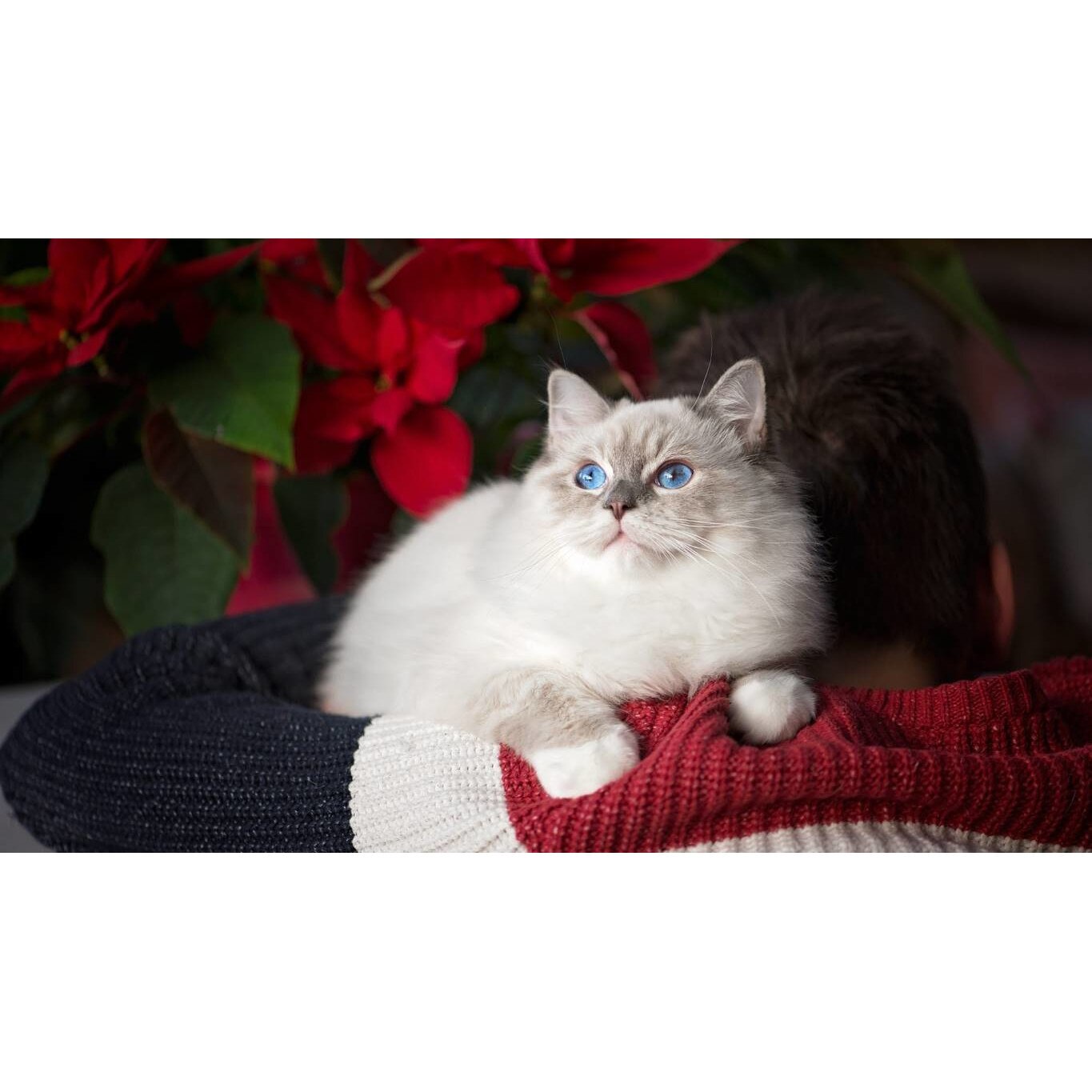 Tablou canvas 50x35 cm, Pisici model 256