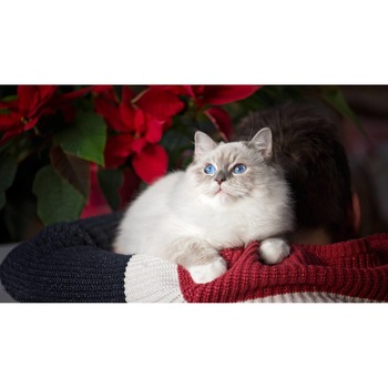 Tablou canvas 75x50 cm, Pisici model 256 Tablou canvas 75x50 cm, Pisici model 256