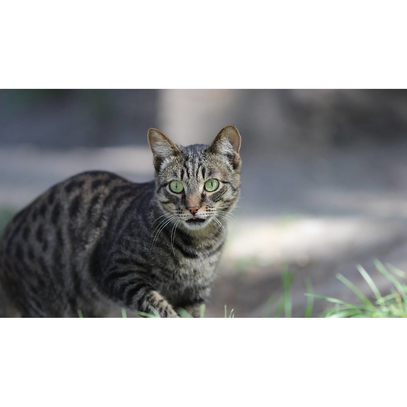 Tablou canvas 90x50 cm, Pisici model 233