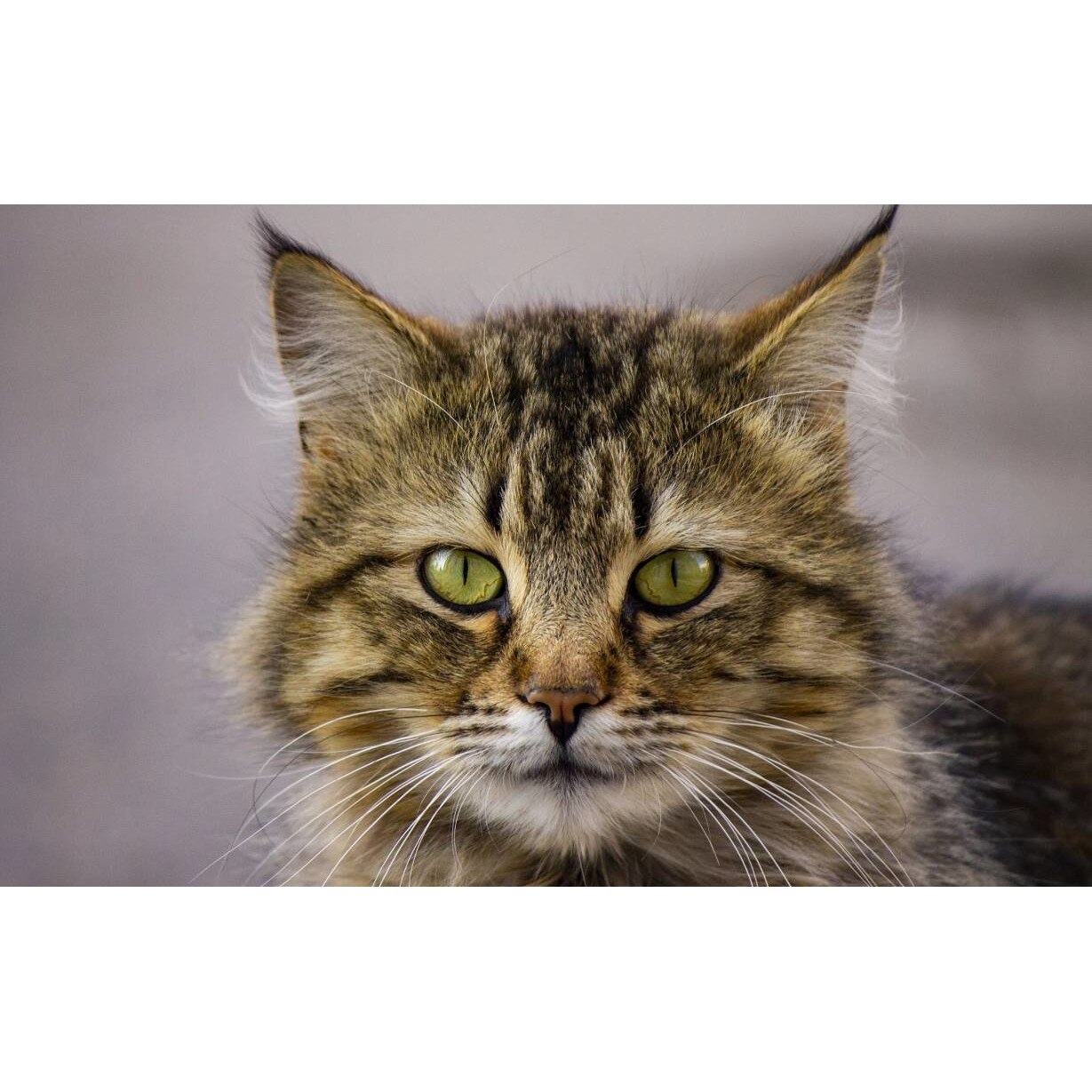 Tablou canvas 75x50 cm, Pisici model 232