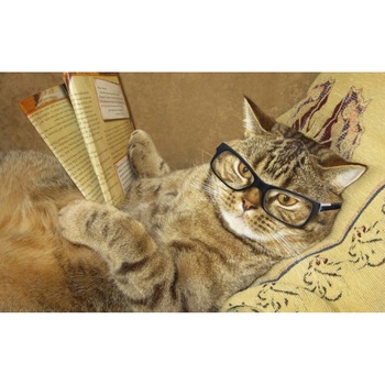 Tablou canvas 50x35 cm, Pisici model 223 Tablou canvas 50x35 cm, Pisici model 223