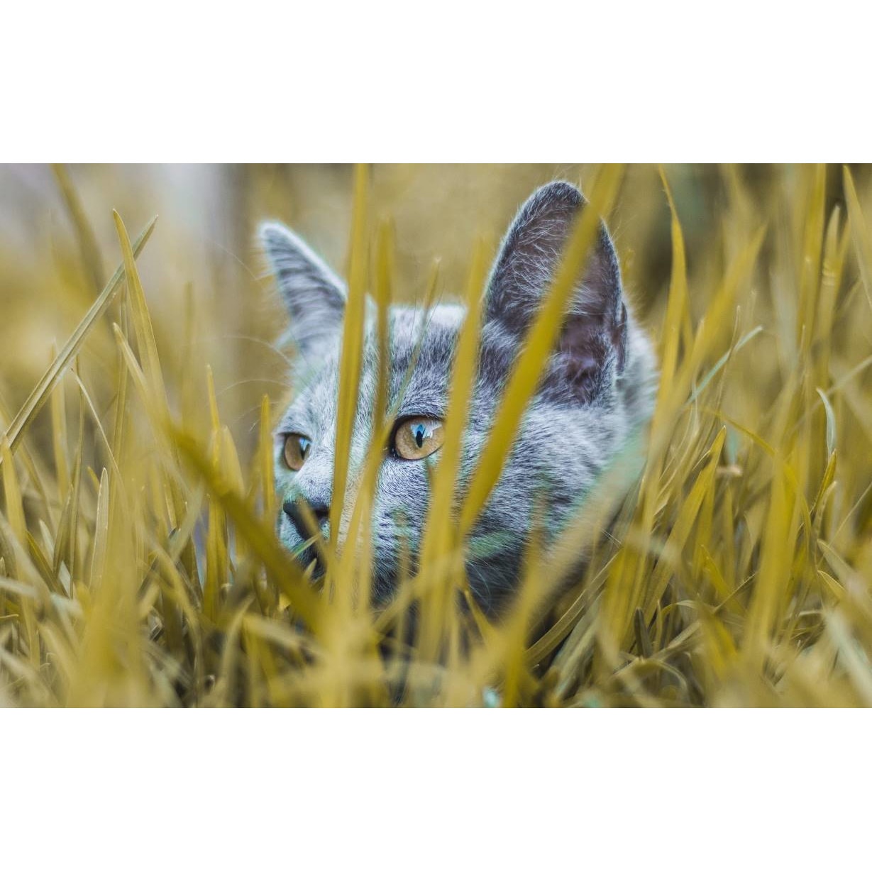 Tablou canvas 75x50 cm, Pisici model 249