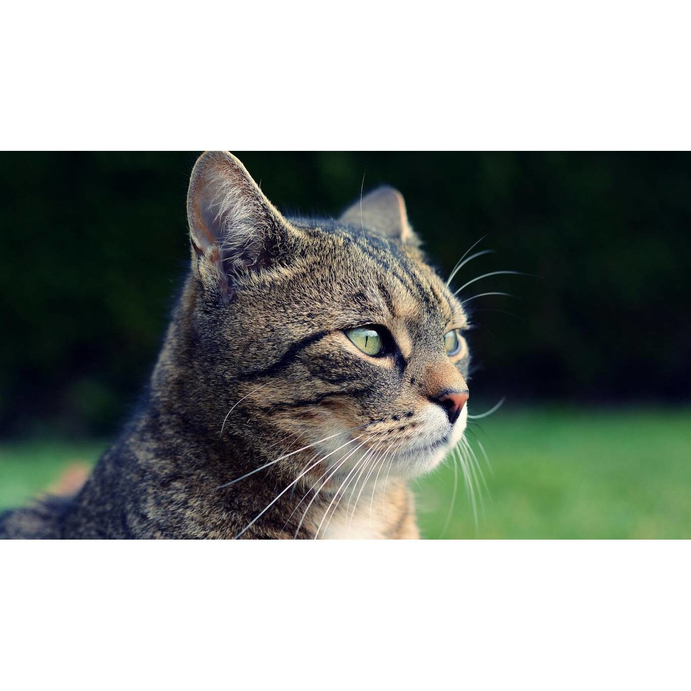 Tablou canvas 75x50 cm, Pisici model 218