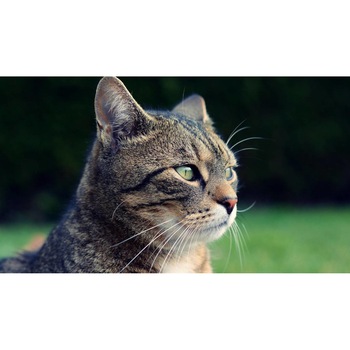 Tablou canvas 90x50 cm, Pisici model 218 Tablou canvas 90x50 cm, Pisici model 218