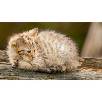 Tablou canvas 75x50 cm, Pisici model 251 Tablou canvas 75x50 cm, Pisici model 251