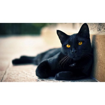 Tablou canvas 50x35 cm, Pisici model 236 Tablou canvas 50x35 cm, Pisici model 236