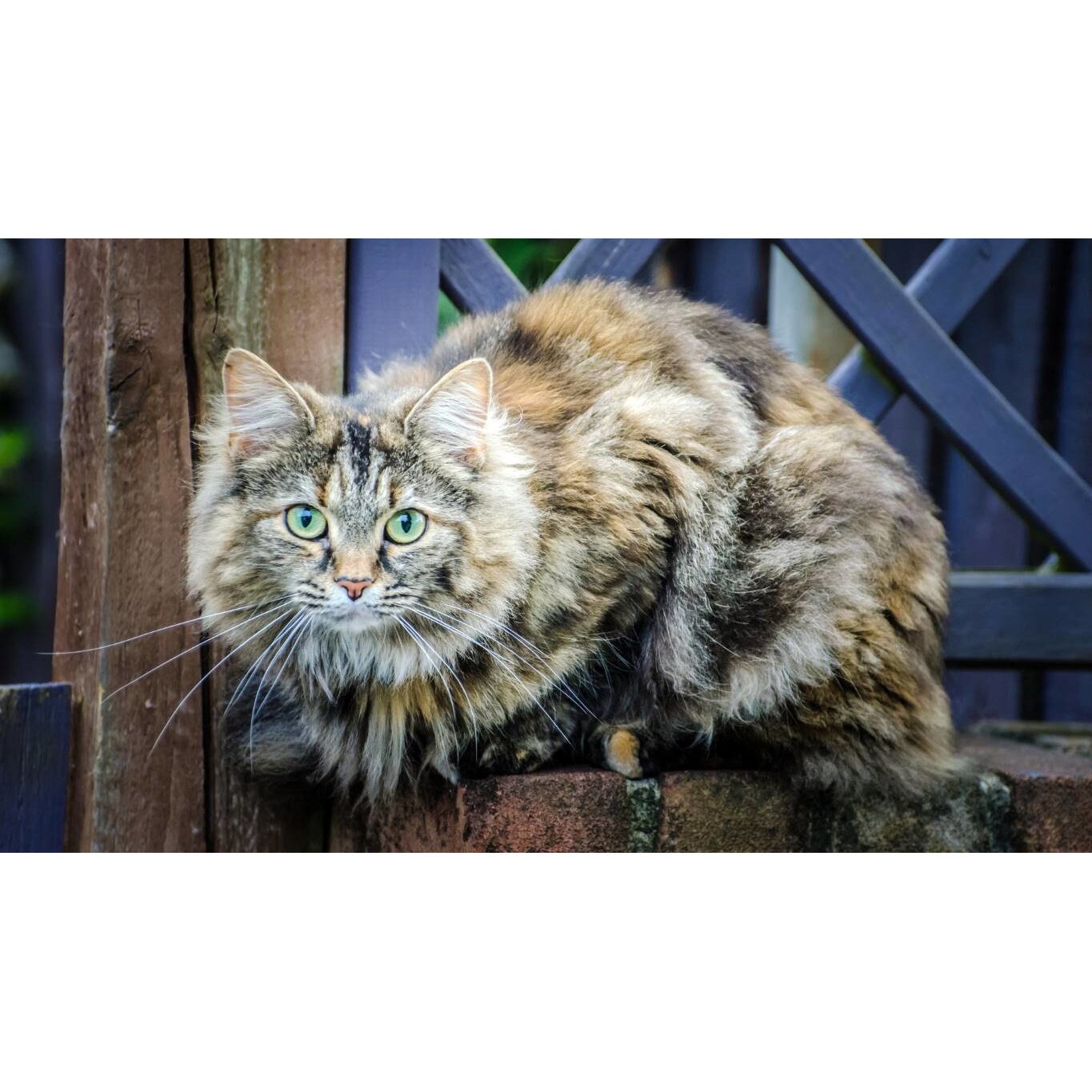 Tablou canvas 75x50 cm, Pisici model 259