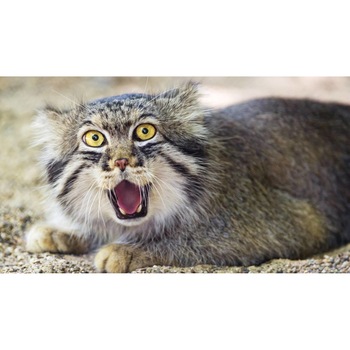 Tablou canvas 90x50 cm, Pisici model 226 Tablou canvas 90x50 cm, Pisici model 226