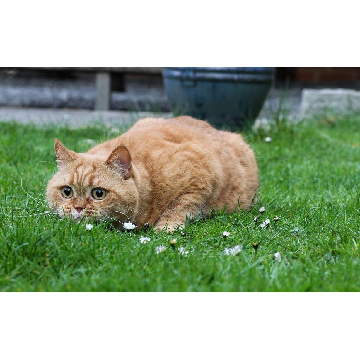 Tablou canvas 50x35 cm, Pisici model 266