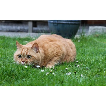 Tablou canvas 90x50 cm, Pisici model 266 Tablou canvas 90x50 cm, Pisici model 266