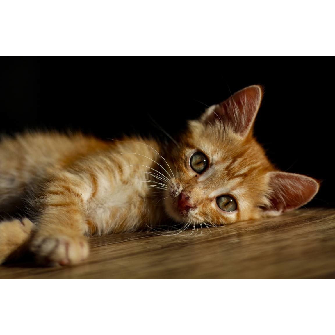 Tablou canvas 90x50 cm, Pisici model 264