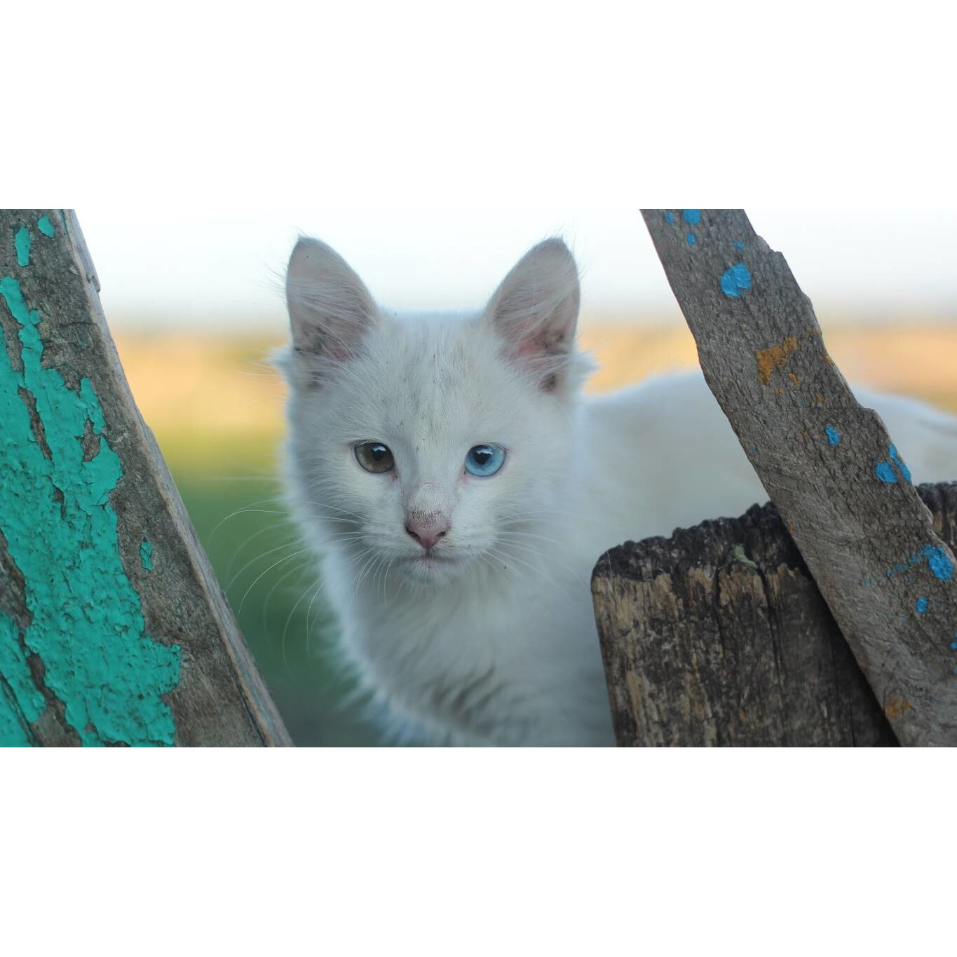 Tablou canvas 75x50 cm, Pisici model 242