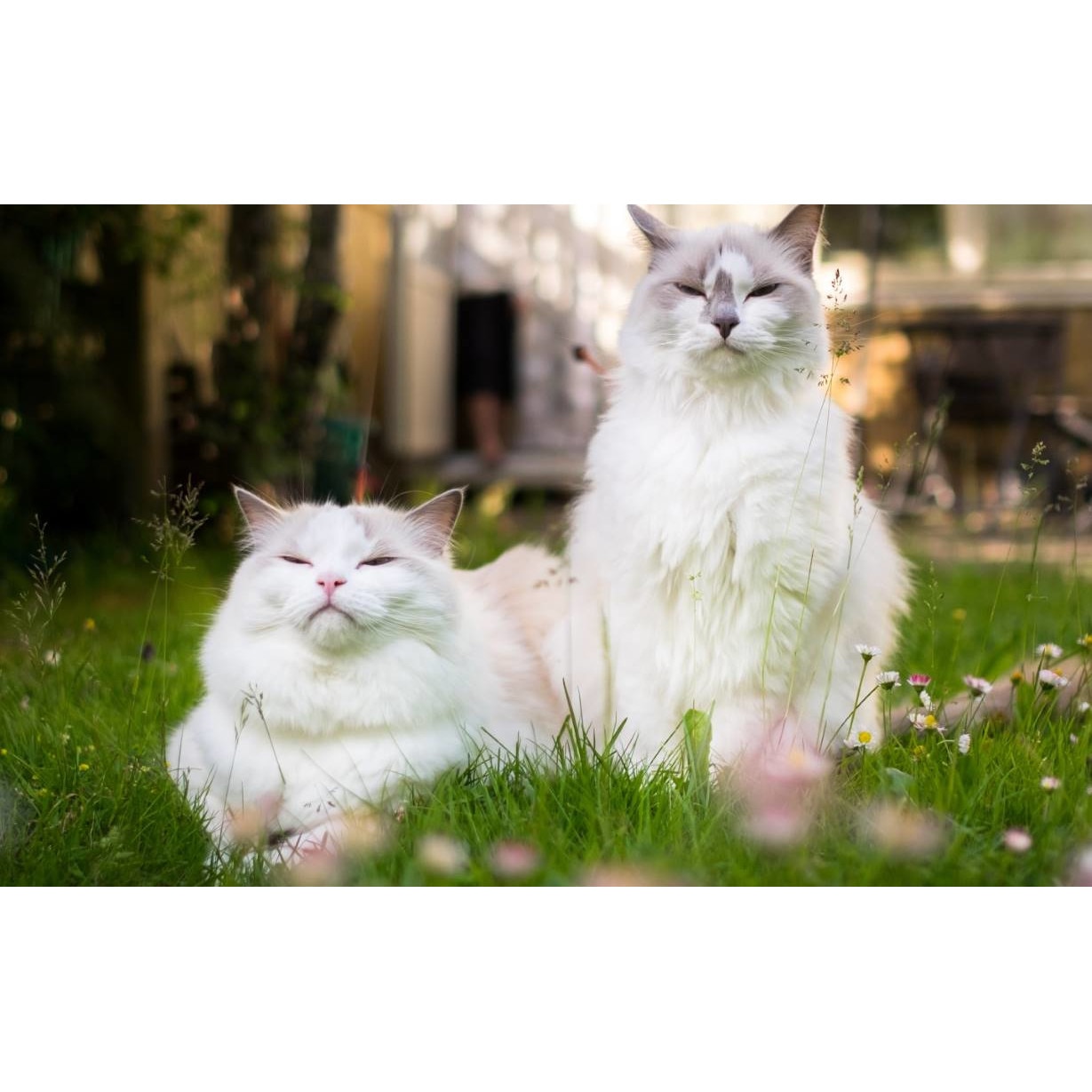 Tablou canvas 75x50 cm, Pisici model 239