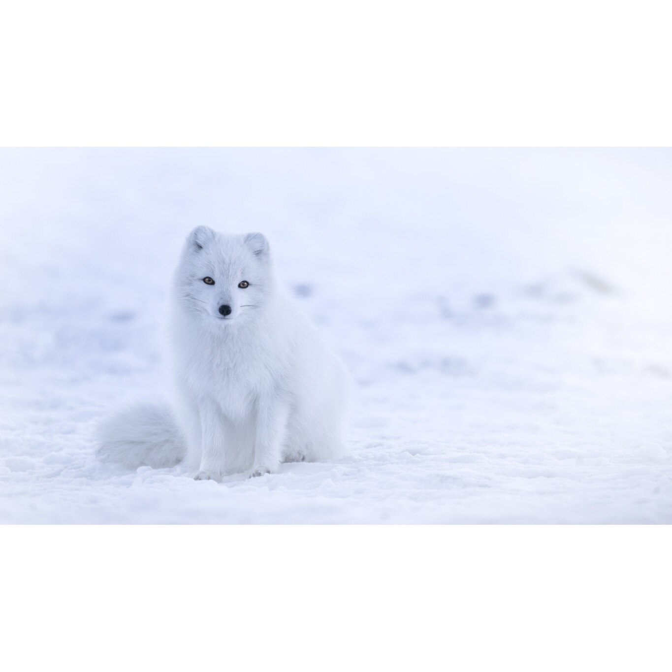 Tablou canvas 50x35 cm, Animale model 8