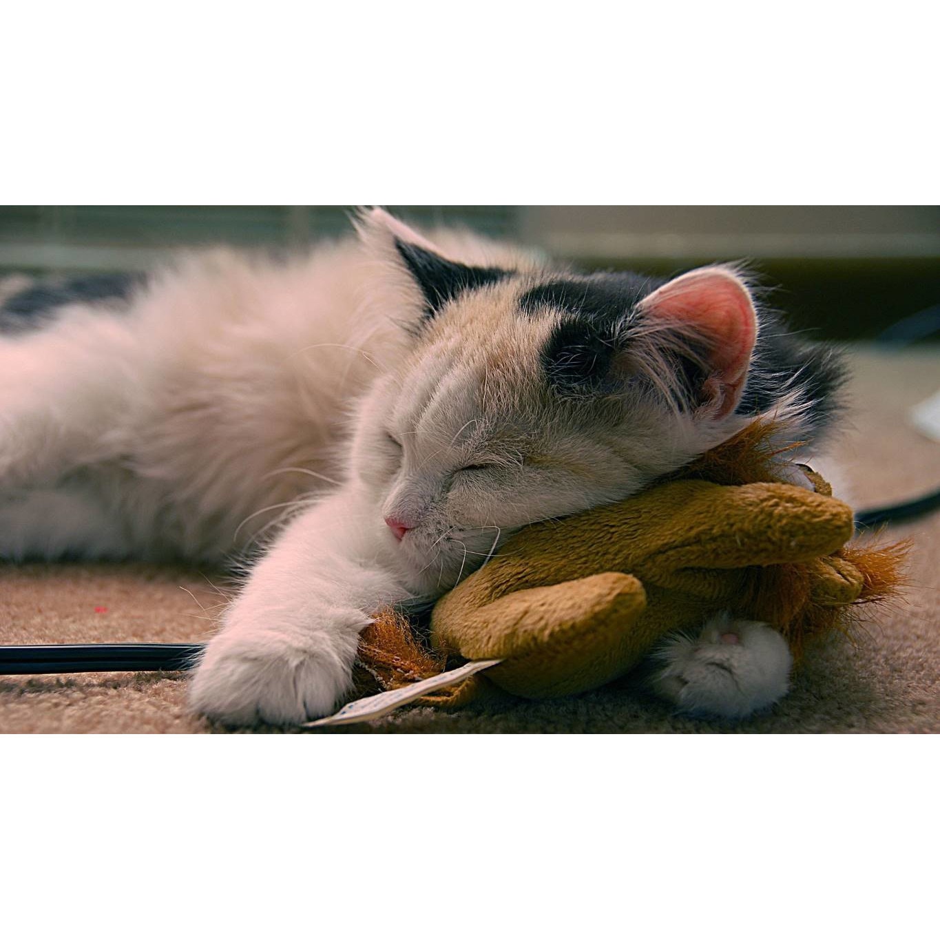 Tablou canvas 75x50 cm, Pisici model 257