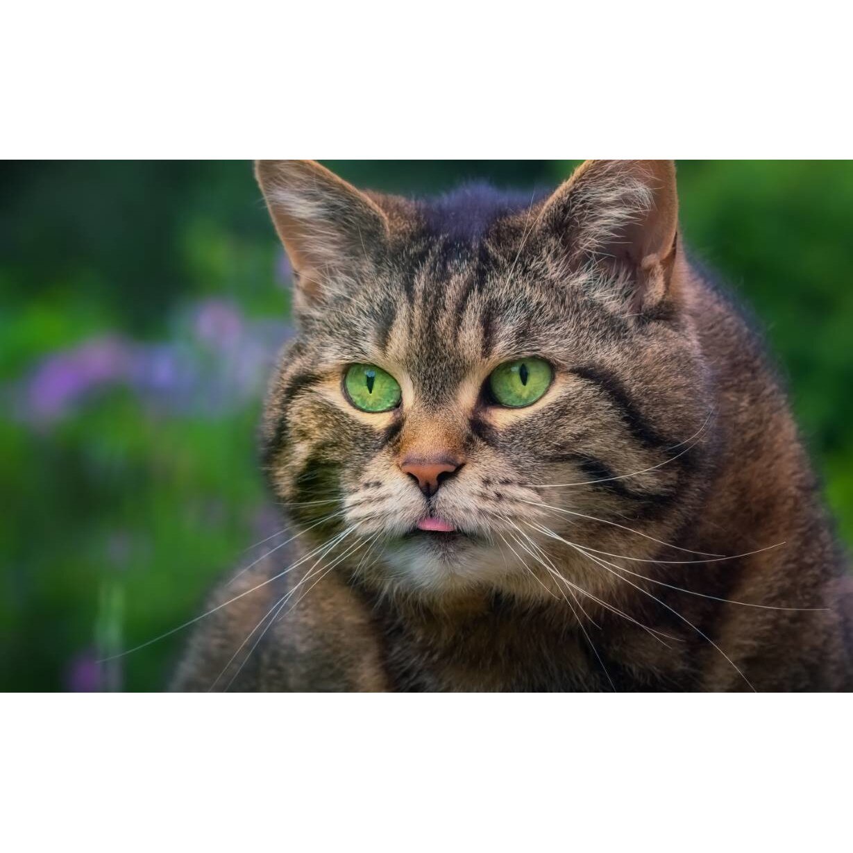 Tablou canvas 90x50 cm, Pisici model 261