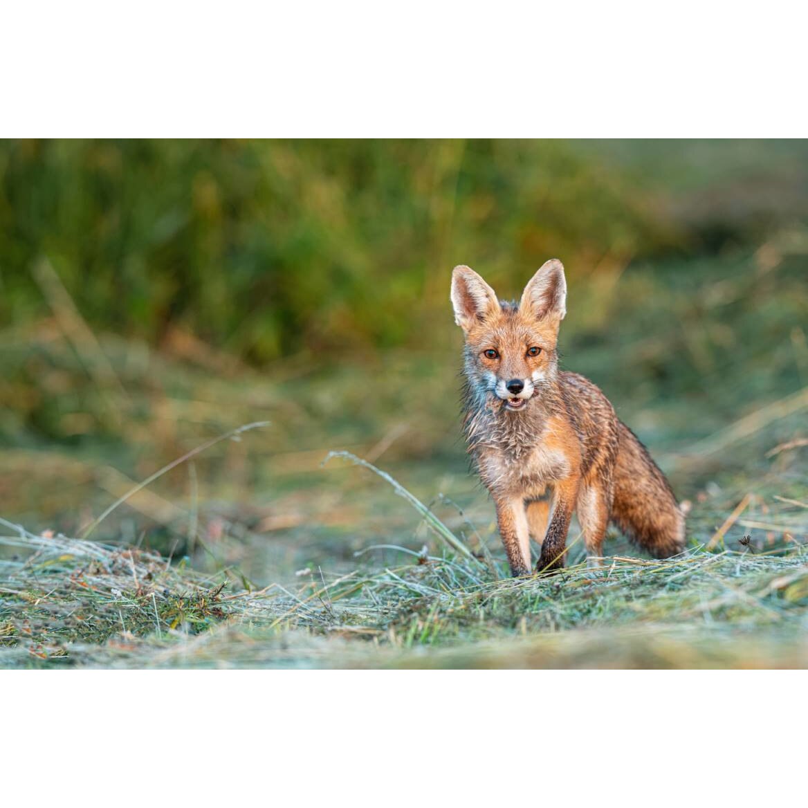 Tablou canvas 75x50 cm, Animale model 7