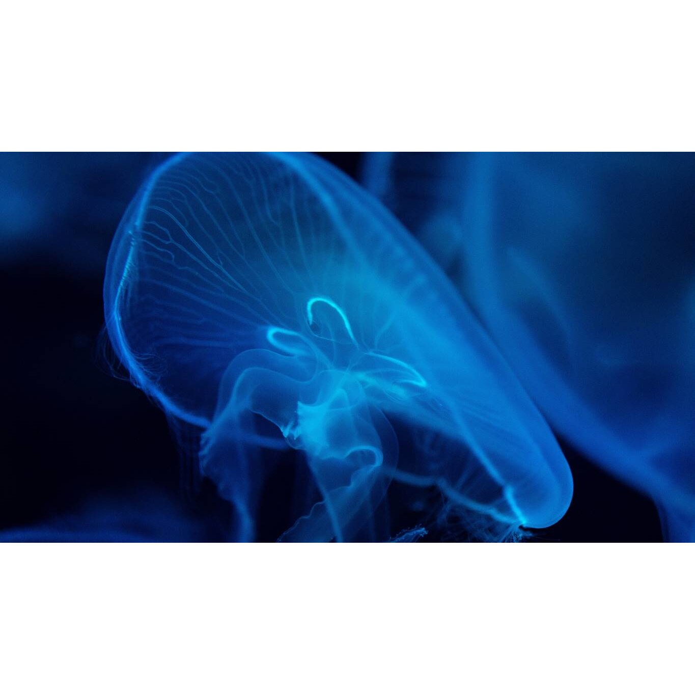 Tablou canvas 90x50 cm, Animale model 6