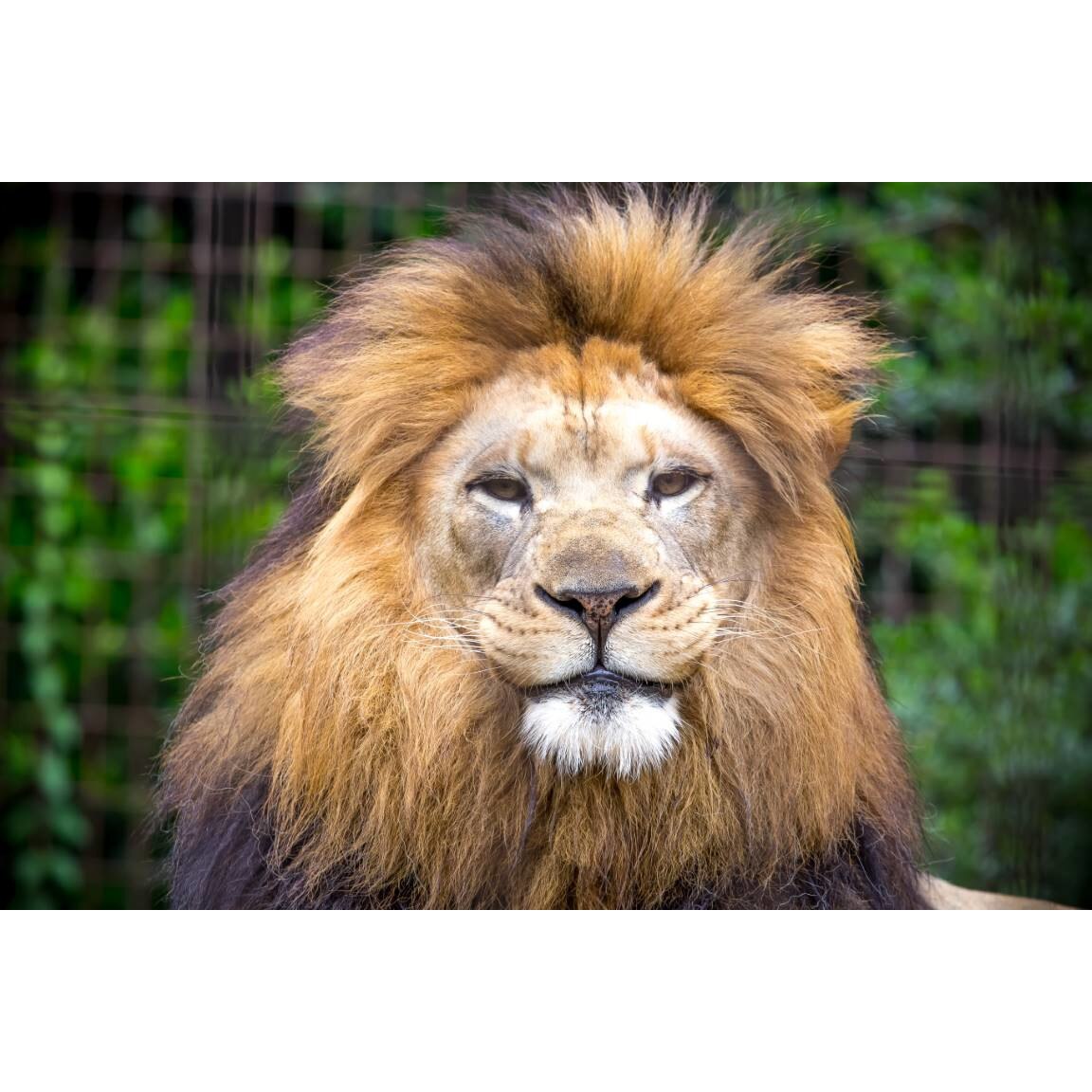 Tablou canvas 75x50 cm, Animale model 2