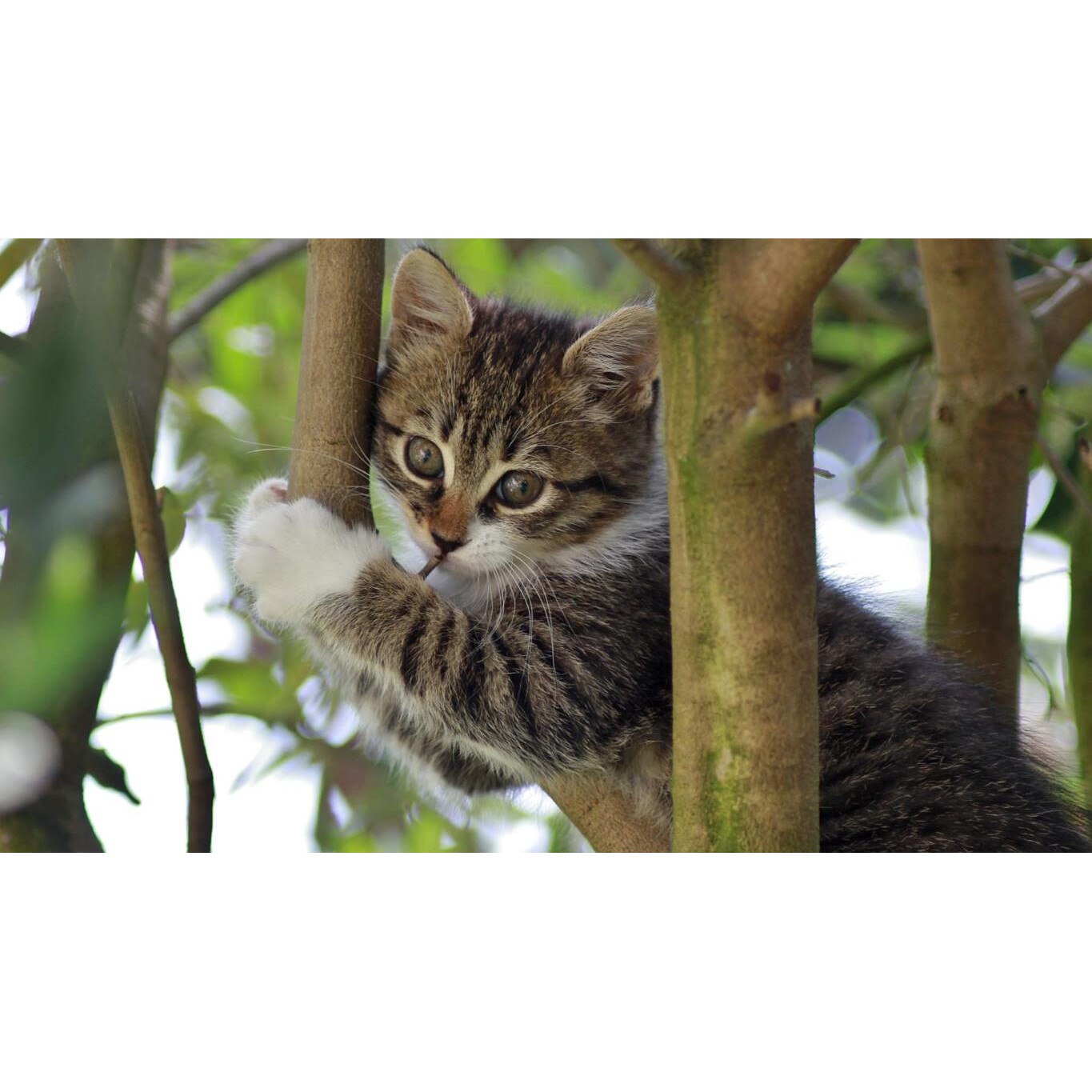 Tablou canvas 50x35 cm, Pisici model 263