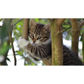 Tablou canvas 50x35 cm, Pisici model 263 Tablou canvas 50x35 cm, Pisici model 263