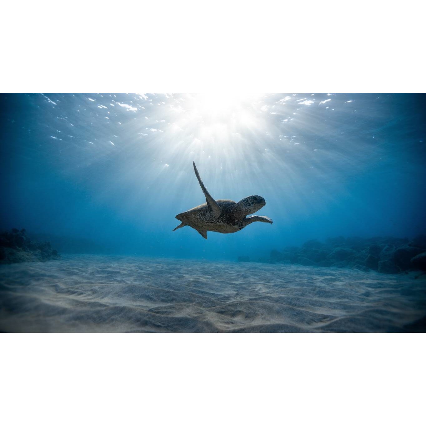 Tablou canvas 90x50 cm, Animale model 1