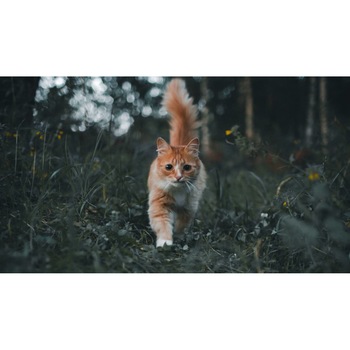 Tablou canvas 90x50 cm, Pisici model 253 Tablou canvas 90x50 cm, Pisici model 253