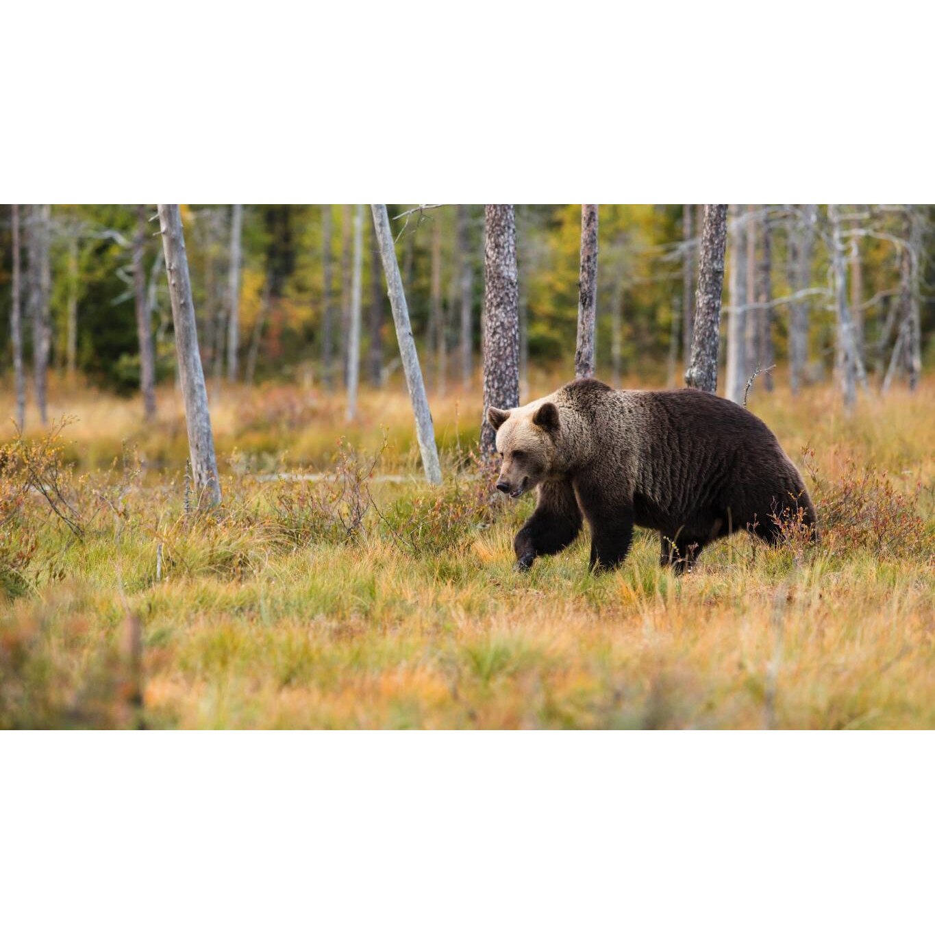 Tablou canvas 50x35 cm, Animale model 10