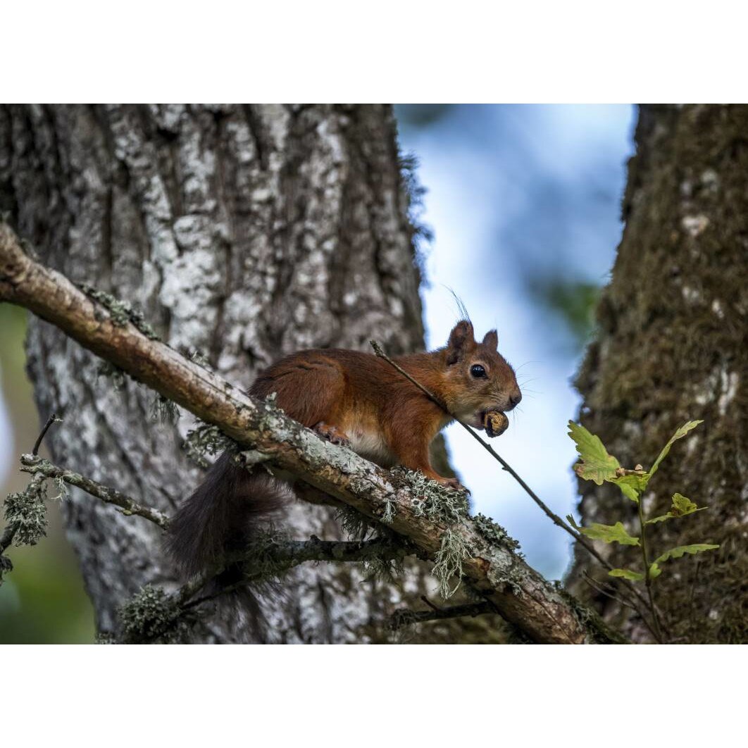 Tablou canvas 90x50 cm, Animale model 11