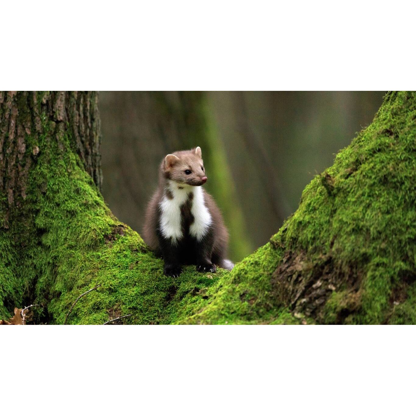 Tablou canvas 75x50 cm, Animale model 4