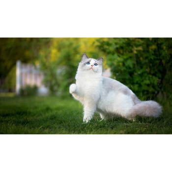 Tablou canvas 90x50 cm, Pisici model 241 Tablou canvas 90x50 cm, Pisici model 241