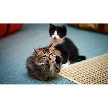 Tablou canvas 90x50 cm, Pisici model 265 Tablou canvas 90x50 cm, Pisici model 265