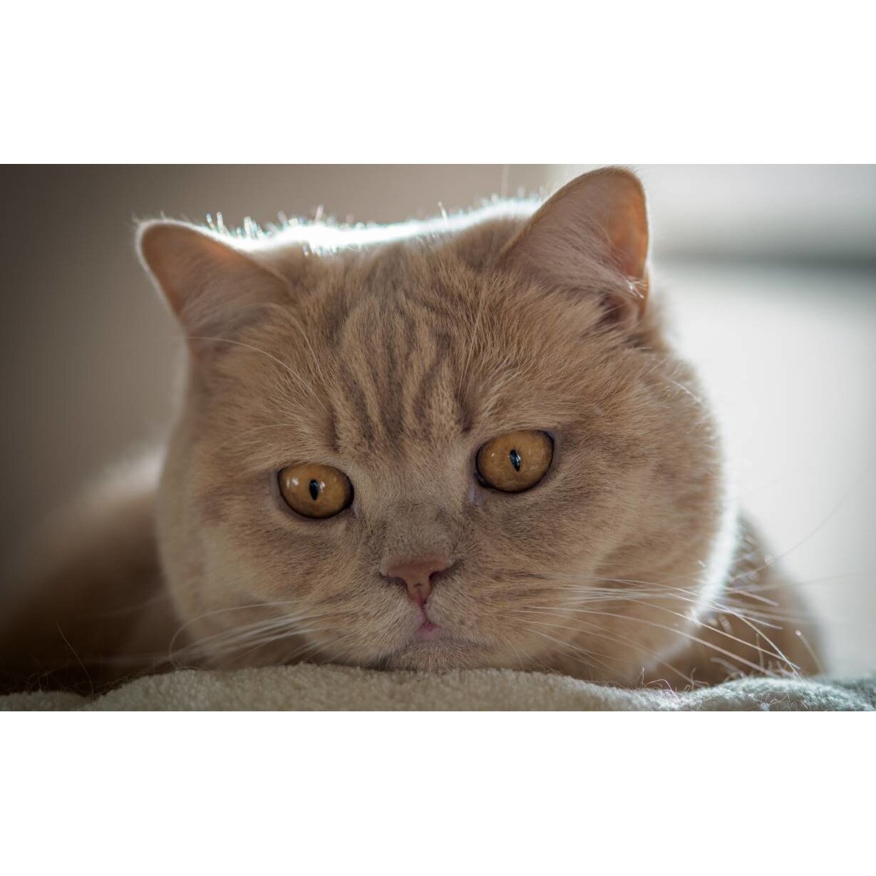 Tablou canvas 90x50 cm, Pisici model 244