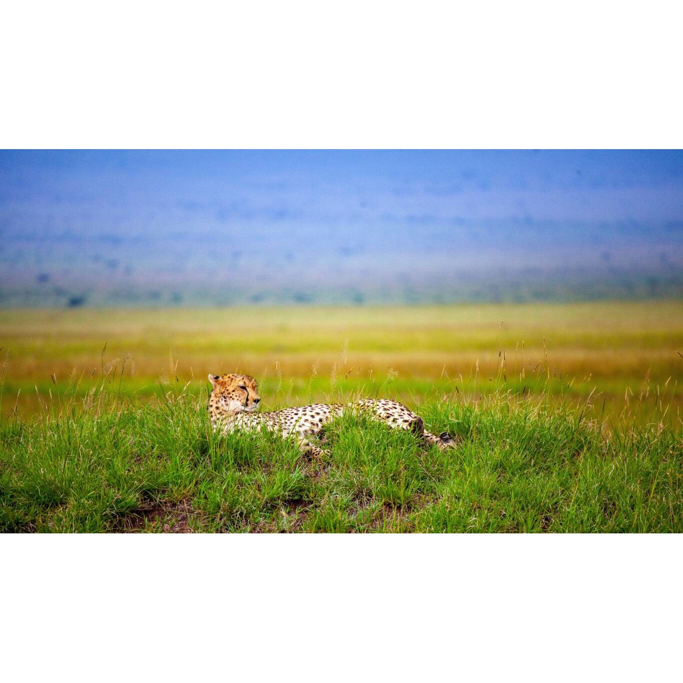 Tablou canvas 90x50 cm, Animale model 3