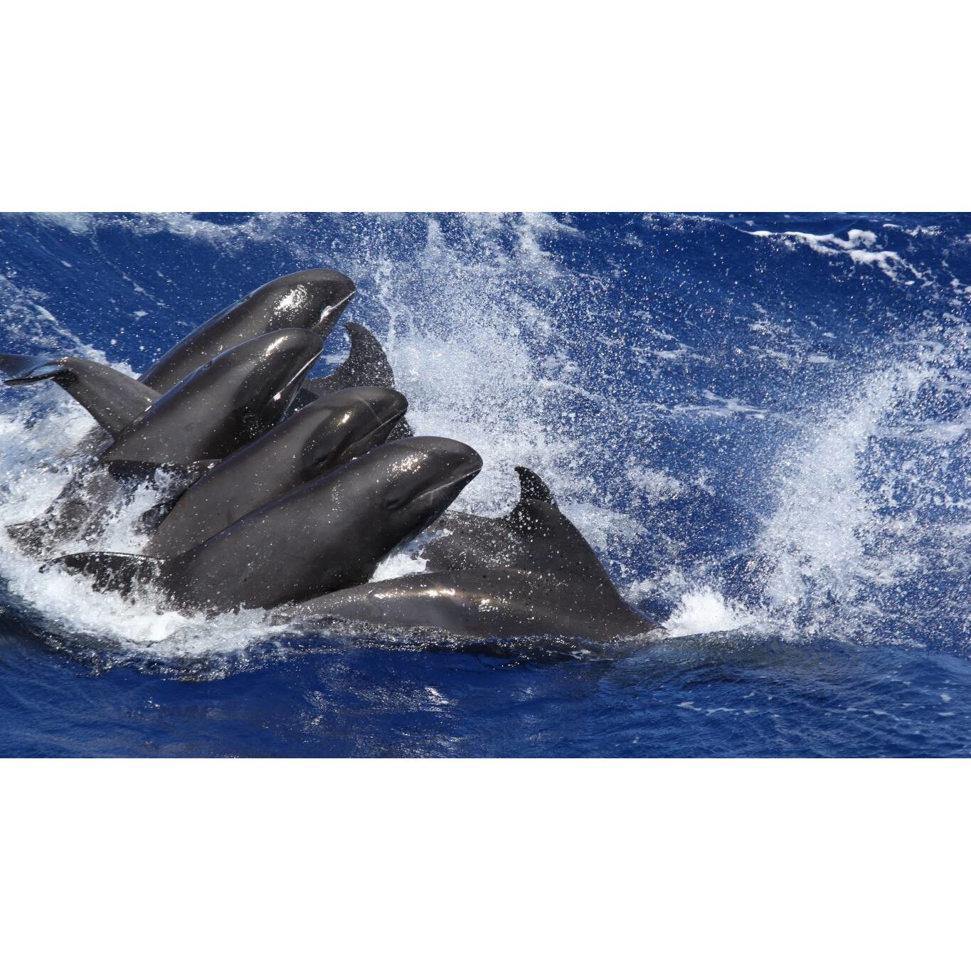 Tablou canvas 75x50 cm, Animale model 13